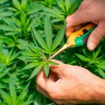 THC focused wellness routines built around patience balance and consistency