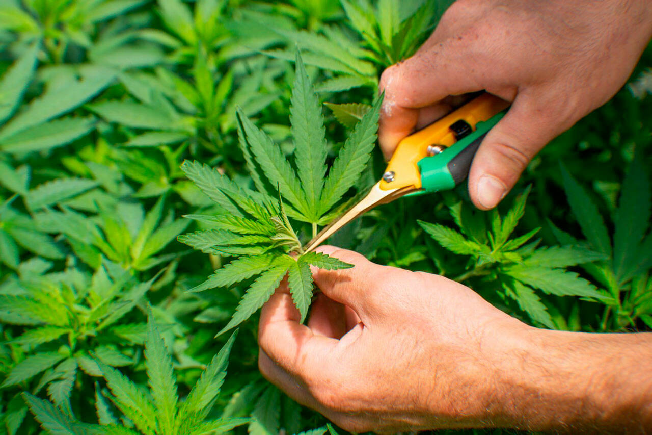 THC focused wellness routines built around patience balance and consistency