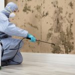 mold removal