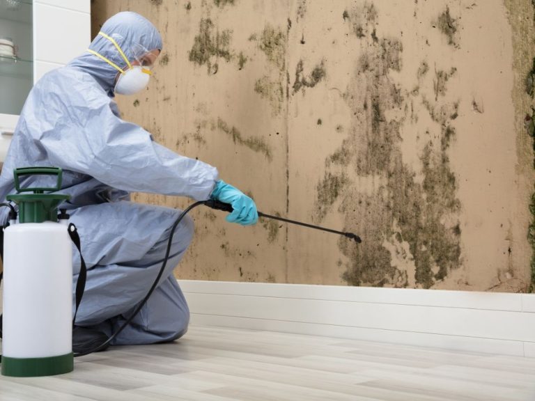 mold removal